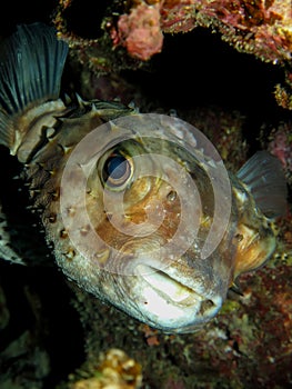 Yellow spotted burrfish. Cyclithys spilostylus