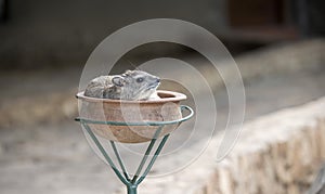 Yellow-spotted Bush-Hyrax Heterohyrax brucei Resting in a Pot