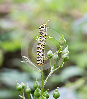 Yellow spotted catepillar on plant. Slovakia