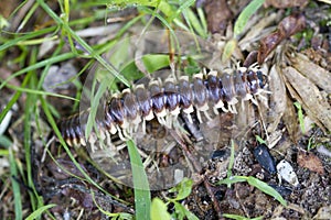 Yellow Spotted Cyanide Millipede photo