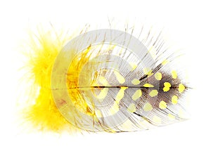 Yellow spotted feather on white