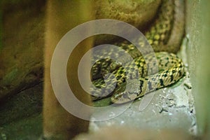 Yellow-spotted keelback snake (Xenochrophis sanctijohanis). Xenochrophis is a genus of colubrid snakes endemic to Asia. They are