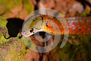 Yellow-spotted keelback under the sunlight