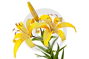 Yellow spotted lily