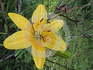 Yellow spotted lily