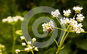 Yellow spotted Longhorn bug macro on the flower. Slovakia