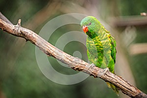 Yellow-spotted lori portrait in nature