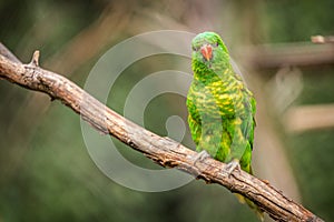 Yellow-spotted lori portrait in nature