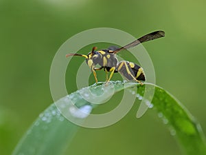Yellow spotted Mason Wasp