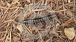Yellow Spotted Millipede - California