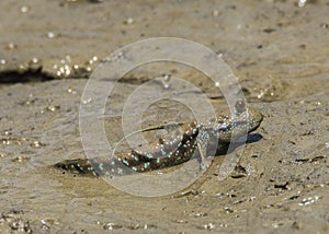 Yellow spotted mudskippers Periophthalmus walailakae in Borneo photo