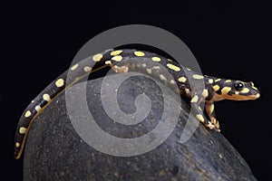 Yellow spotted newt, Neurergus crocatus