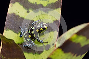 Yellow spotted poison dart frog
