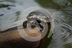 Yellow-spotted River Turtle