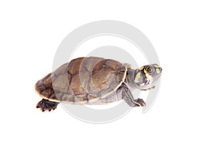 Yellow-spotted River Turtle, on white