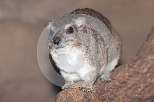 Yellow-spotted rock hyrax