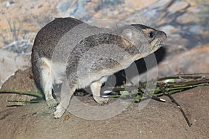 Yellow-spotted rock hyrax