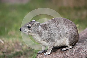 Yellow-spotted rock hyrax photo