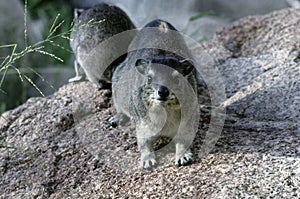 Yellow-spotted rock hyrax