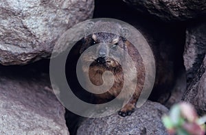 Yellow-spotted rock hyrax