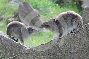 Yellow-spotted rock hyrax