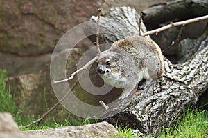 Yellow-spotted rock hyrax