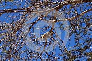 Yellow-spotted rock hyrax or Heterohyrax  brucei on  Acacia tree photo