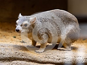 yellow-spotted rock hyrax, Heterohyrax brucei, stands on a large boulder and observes the surroundings photo