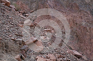 Yellow-spotted rock hyrax or Heterohyrax  bruceii mother with cubs hiding among rocks photo