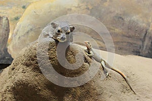 Yellow-spotted rock hyrax photo