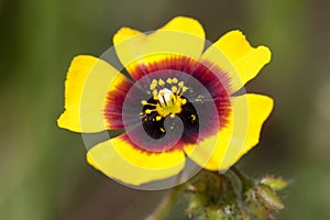 yellow spotted rockrose (xolantha guttata)