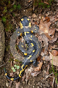 Yellow spotted salamander