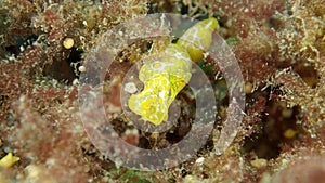 Yellow spotted sea slug