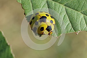 Yellow Spotted Tortoise Beetle Aspidomorpha miliaris