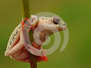 Yellow spotted tree frog