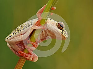 Yellow spotted tree frog staring