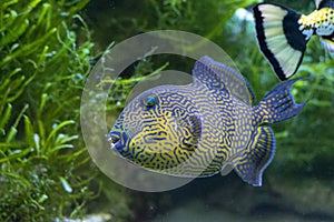 Yellow spotted triggerfish - Pseudobalistes fuscus