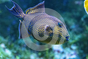 Yellow spotted triggerfish - Pseudobalistes fuscus