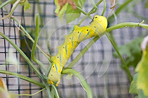 The yellow-spotted tussock moth caterpillar