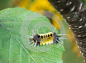 Yellow Spotted Tussock Moth Caterpillar Lophocampa maculata