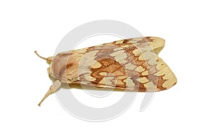 Yellow-spotted tussock moth on white background