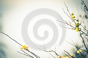 Yellow, spriing, subtle flowers on blurry background