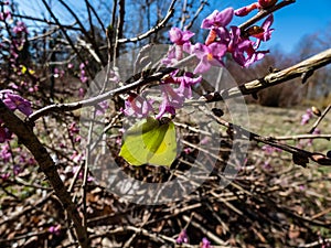 Yellow spring adult male butterfly - The common brimstone Gonepteryx rhamni on four-lobed pink and purple strongly scented