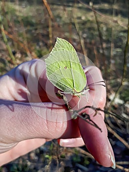 Yellow spring adult male butterfly - The common brimstone (Gonepteryx rhamni) on womans hand in early spring