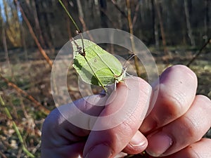 Yellow spring adult male butterfly - The common brimstone (Gonepteryx rhamni) on womans hand in early spring