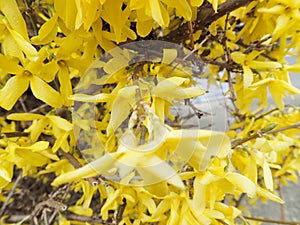 yellow spring bush in a blossom