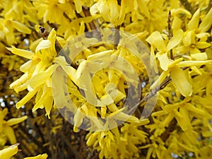 yellow spring bush in a blossom