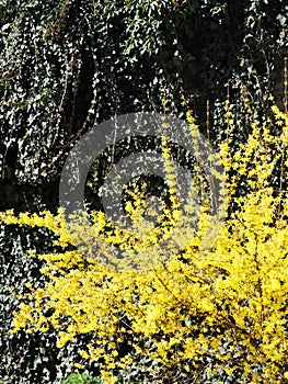 Yellow spring bush