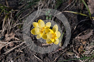 yellow spring crocus closeup top view selective focus