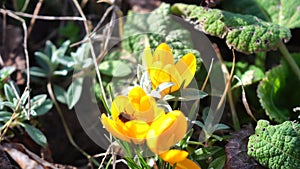 Yellow spring crocuses in the early morning outdoor. Spring background. Spring orange flowers with dew in damp grass